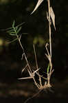 Bearded skeletongrass